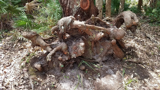 Nature Preserve «Koreshan Preserve», reviews and photos, 3891 Broadway W, Estero, FL 33928, USA