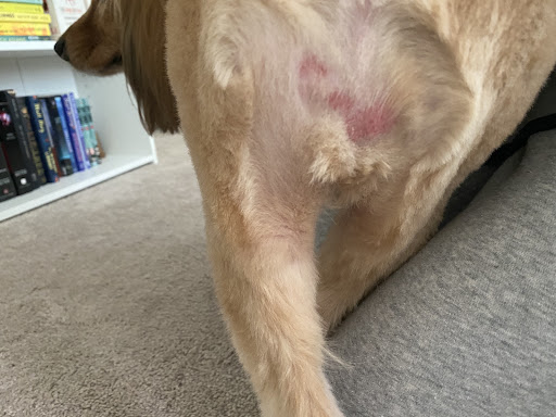 Pet Supply Store «PetSmart», reviews and photos, 3351 Jefferson Davis Hwy, Alexandria, VA 22305, USA