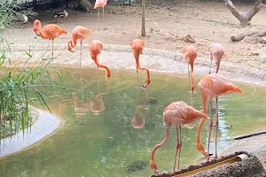 Zoológico de Barranquilla image