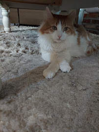 For The Love Of Pets LLC - Photo 5 - Car repair in , Sugar Land