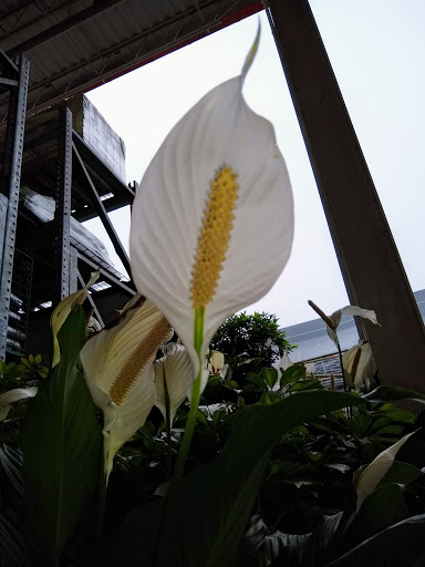 Shopping Mall «Northside Mall», reviews and photos, Ross Clark Cir & Hwy 231, Dothan, AL 36303, USA