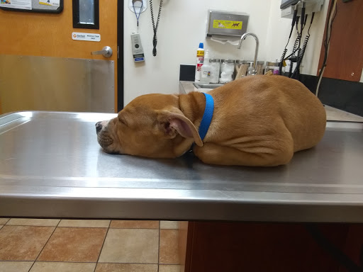 Pet Supply Store «PetSmart», reviews and photos, 2840 W Chandler Blvd, Chandler, AZ 85224, USA