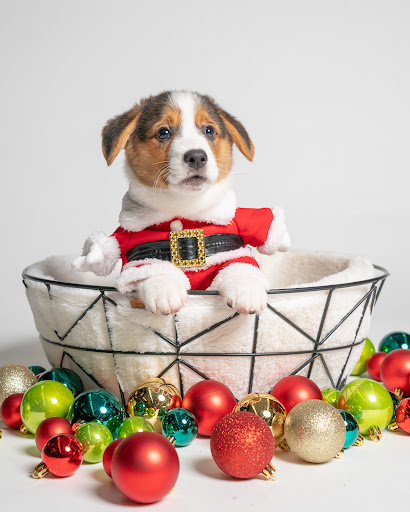 Pet Store «Petland», reviews and photos, 10289 Ulmerton Rd, Largo, FL 33771, USA