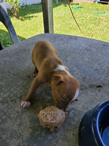 Delta Animal Hospital