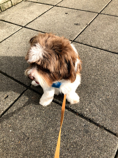 Pet Supply Store «PetSmart», reviews and photos, 100 108th Ave NE, Bellevue, WA 98004, USA