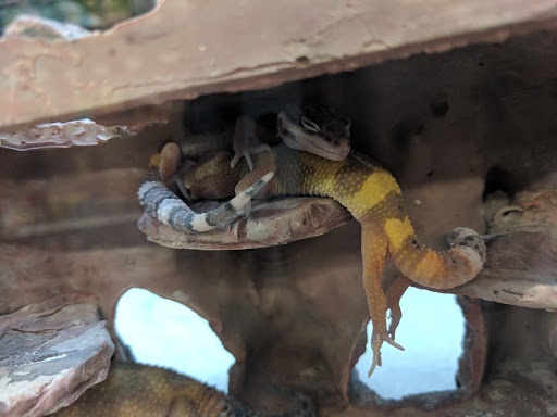 Pet Supply Store «Petco Animal Supplies», reviews and photos, 1753 St Lucie W Blvd, Port St Lucie, FL 34986, USA