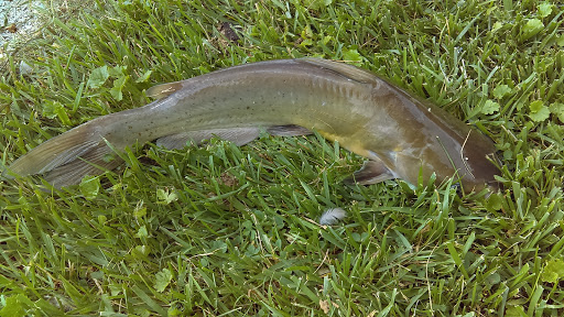 Annie's Bone Appetit