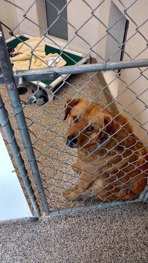 Animal Protection Organization «Charleston Animal Society», reviews and photos