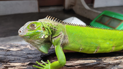 PAREMAN - Padang Reptile Mania