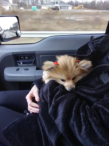 Pet Store «Animal House», reviews and photos, 7869 Hamilton Ave, Cincinnati, OH 45231, USA