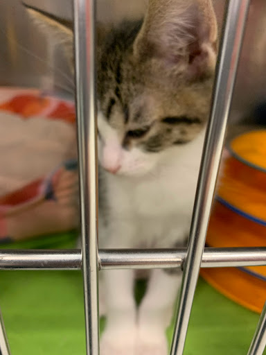 Pet Supply Store «PetSmart», reviews and photos, 45050 Northpointe Blvd, Utica, MI 48315, USA