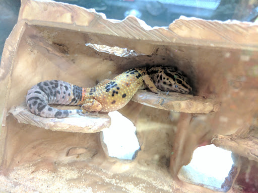 Pet Supply Store «Petco Animal Supplies», reviews and photos, 8164 Mall Pkwy, Lithonia, GA 30038, USA