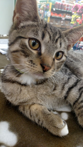 Pet Supply Store «Pet Supplies Plus», reviews and photos, 3733 Union Rd #200, Cheektowaga, NY 14225, USA