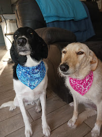 PAWtastic Academy Hillsdale - Photo 2 - Car repair in Hillsdale, NJ, Yonkers