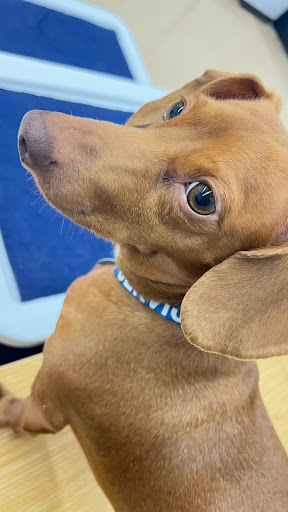 Pet Supply Store «Petco Animal Supplies», reviews and photos, 3835 Phoenix Ave, Fort Smith, AR 72903, USA