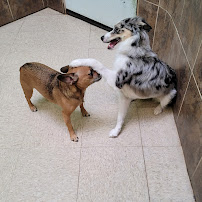 Furtastik Grooming, Daycare & More - Photo 6 - Car repair in Chicago, IL, Chicago