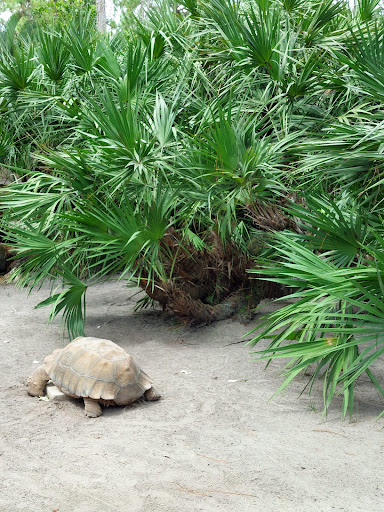 Animal Rescue Service «McCarthys Wildlife Sanctuary», reviews and photos, 12943 61st St N, West Palm Beach, FL 33412, USA