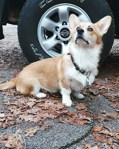 Pensioni per cani e dog hotel a Il Cane Istruito di Federico Fiori