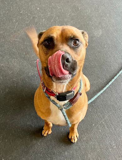 Dog Trainer «Off Leash K9 Training, Charlottesville», reviews and photos, 8782 Seminole Trail, Ruckersville, VA 22968, USA