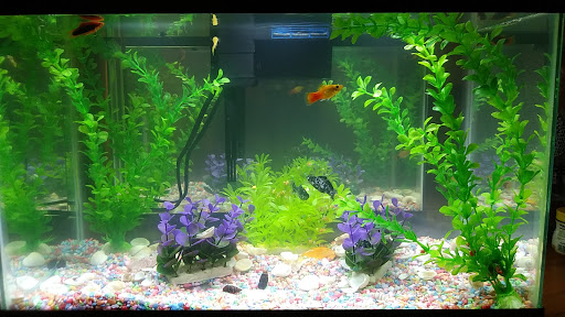 Pet Store «Pet Source 1901», reviews and photos, 1901 W 8th St B, Los Angeles, CA 90057, USA