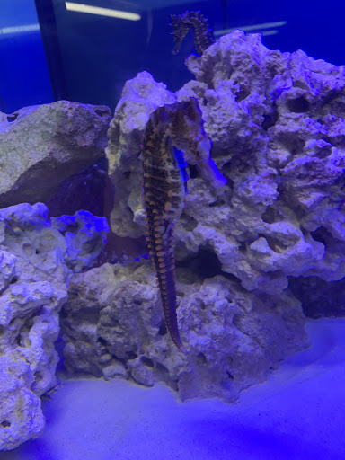 Tropical Fish Store «Aquatic Vision», reviews and photos, 6028 Pine Hill Rd, Port Richey, FL 34668, USA
