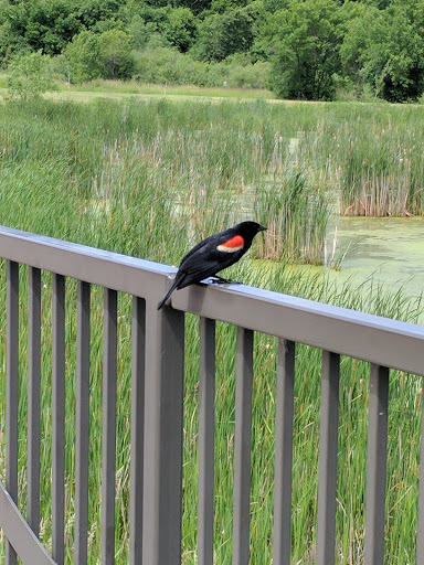 Park «Theodore Wirth Regional Park», reviews and photos, 1339 Theodore Wirth Pkwy, Golden Valley, MN 55422, USA