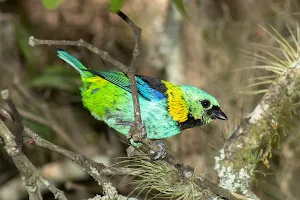 Mata Paludosa Biological Reserve image