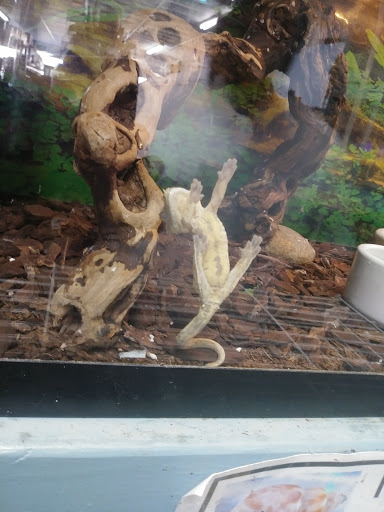 Pet Store «Island Pet Shop», reviews and photos, 55 Goodwin Dr # 102, Merritt Island, FL 32952, USA