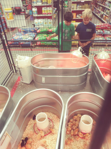 Home Improvement Store «Tractor Supply Co.», reviews and photos, 3017 Cranberry Hwy, East Wareham, MA 02538, USA