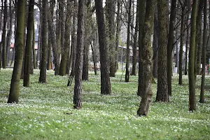 Park im. Włodzimierza Skarbek-Borowskiego image