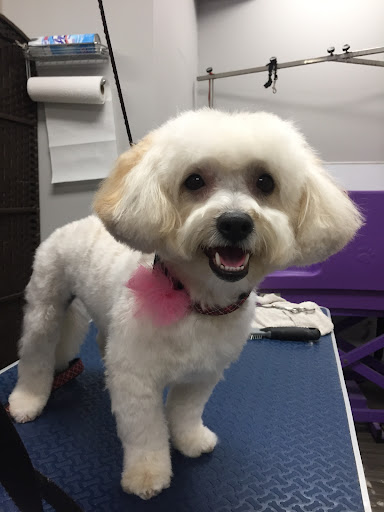 Pet Groomer «Sandy Paw Pet Spa & Boutique», reviews and photos, 44 Woodside Ave, Winthrop, MA 02152, USA