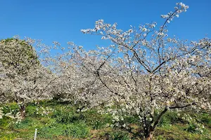 白浜桜の里 image