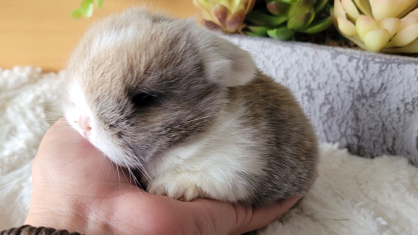 The Lop Shop