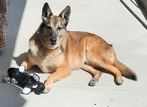 Pet Store «Pet Planet Ridgeview», reviews and photos, 2910 N Power Rd #103, Mesa, AZ 85215, USA