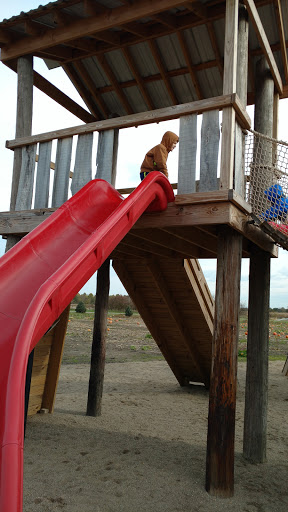 Christmas Tree Farm «Piney Acres», reviews and photos, 1115 E 1000 N, Fortville, IN 46040, USA