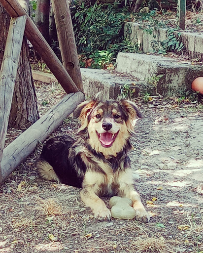 Pensioni per cani e dog hotel a Gli Antichi Etruschi associazione cinofila - pensione per cani e gatti