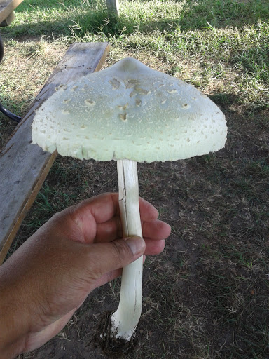 Grocery Store «Meijer», reviews and photos, 1223 Phoenix St, South Haven, MI 49090, USA