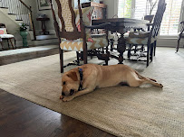 A Loving Leash LLC - Photo 8 - Car repair in , Concord