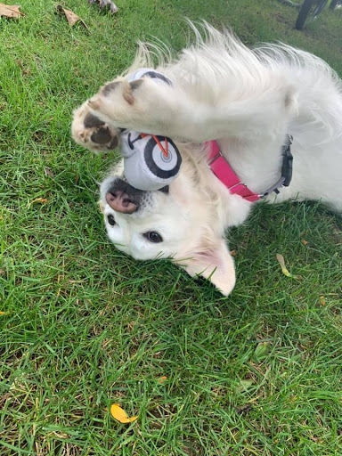 Subaru Dealer «LaFontaine Subaru», reviews and photos, 3055 E West Maple Rd, Commerce Charter Twp, MI 48390, USA