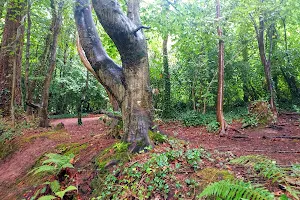 Ballybrack Woods (Mangala) image