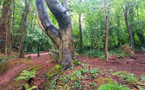 Ballybrack Woods (Mangala) image