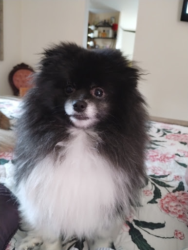 Pet Supply Store «PetSmart», reviews and photos, 271 New Rd, Somers Point, NJ 08244, USA