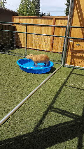 Zoo «Jozee Rooz Indoor Petting Zoo», reviews and photos, 120 138th St S, Tacoma, WA 98444, USA