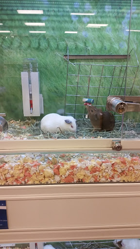Places to buy a hamster in Las Vegas