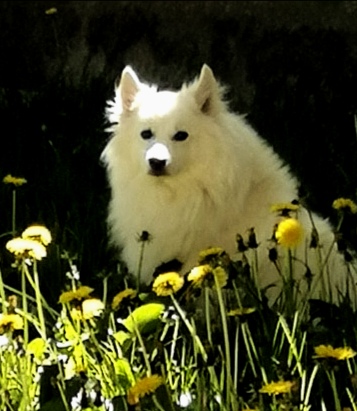 Kingos Dyreklinik ApS - Randers