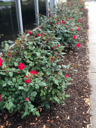 Auto Repair Shop «American Pride Automotive (Williamsburg)», reviews and photos, 5406 Airport Rd, Williamsburg, VA 23188, USA