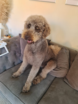 Spot On Dog Grooming