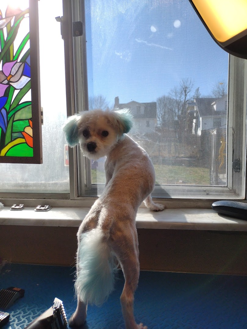 Therapeutic Dog Grooming