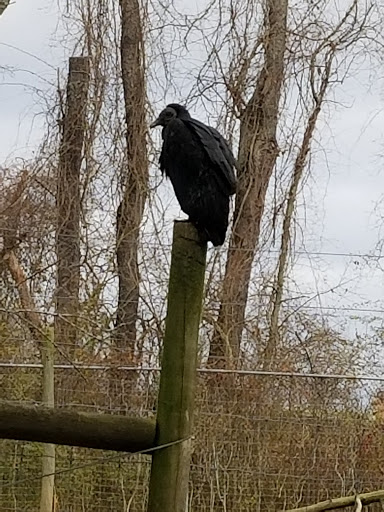 Zoo «Trevor Zoo at Millbrook School», reviews and photos, 282 Millbrook School Rd, Millbrook, NY 12545, USA