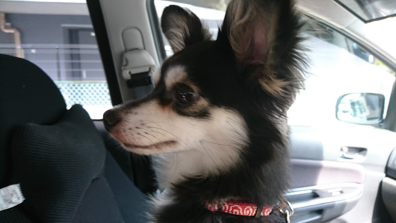 たかのペットクリニック 東京都足立区綾瀬 動物病院 動物病院 グルコミ